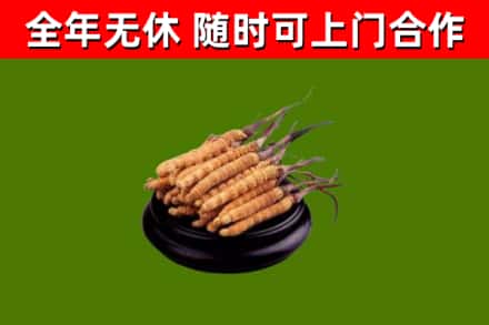 崖州区烟酒回收冬虫夏草.jpg